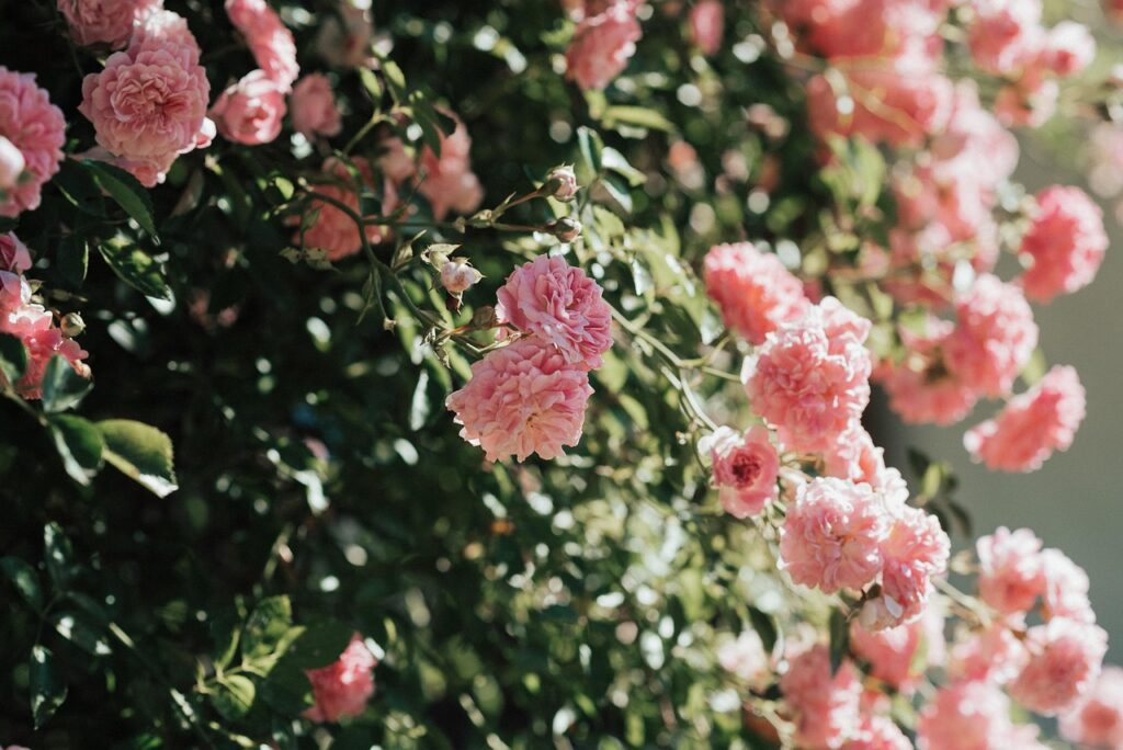 roses, flower wallpaper, beautiful flowers, blossoms, flower background, bloom, pink, flower, summer, garden, nature