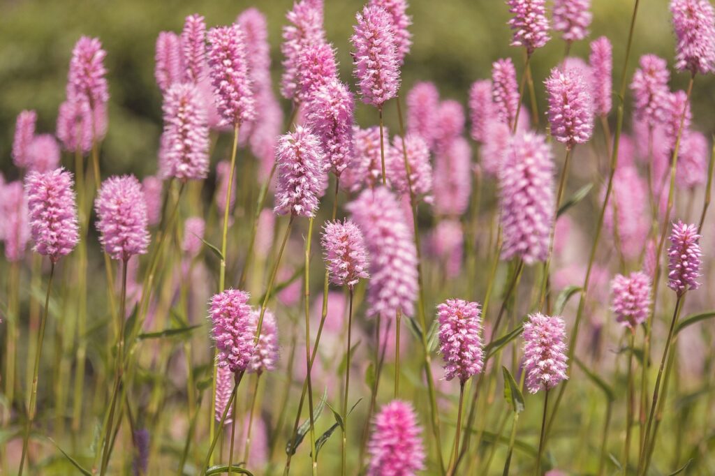 meadow, flower meadow, nature, flower, garden, flora, spring, blossoms, flower wallpaper, spring meadow, flower background, bloom, beautiful flowers, spring flowers
