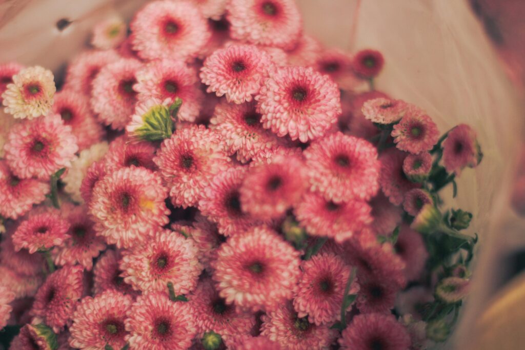 A close-up shot of a vibrant pink chrysanthemums bouquet in Dhaka, Bangladesh.